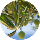 Oleuropein